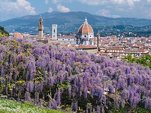 villa-bardini-il-glicine-e-ancora-fiorito