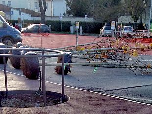 galluzzo-arrivati-gli-alberi-di-piazza-puliti