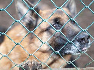 cani-e-gatti-avvelenati-strage-in-italia