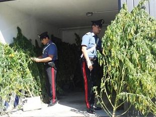 piantagione-di-marijuana-fai-da-te-arrestato-mentre-annaffia-lorto
