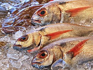 in-toscana-scatta-il-fermo-pesca-come-riconoscere-il-prodotto-fresco