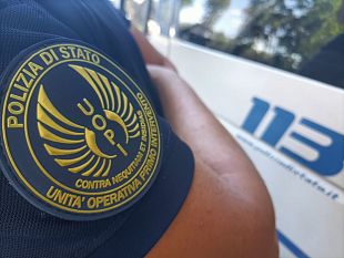 cascine-pitbull-sbrana-il-barboncino-di-unanziana