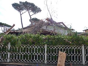 ho-un-albero-a-pochi-centimetri-da-casa
