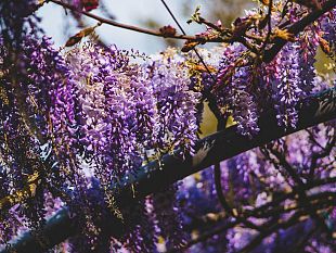 il-glicine-di-villa-bardini-raggiunge-la-massima-fioritura