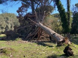 parco-di-san-rossore-ma-cosa-sta-succedendo