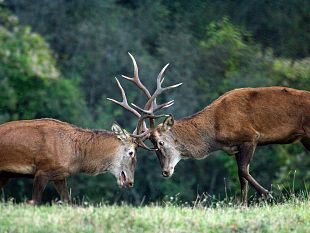 cervo-nobile-censimento-nelle-foreste-casentinesi-ascoltando-il-suo-richiamo-damore