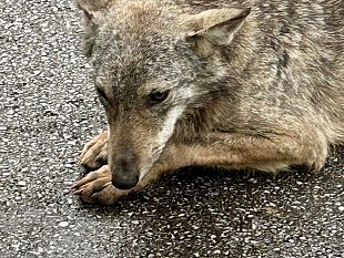 cucciolo-di-lupo-per-strada
