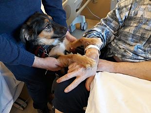 interventi-assistiti-con-animali-per-aiutare-gli-anziani