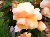 b205041413-fioriscono-le-begonie-dell-att