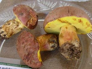 a810021839-empoli-10-mostra-di-micologia