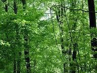 destinazionebosco-a-pistoia-il-punto-sulle-foreste-toscane