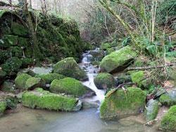 b311111610-foreste-modello-salvadori-impegno-regione-per-gestione-sostenibile