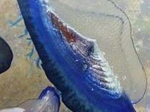 b204201108-a-marina-di-carrara-arrivano-le-meduse-blu