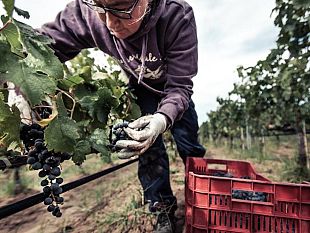 b309092119-vendemmia-grappoli-sani-e-maturi-promettono-bene