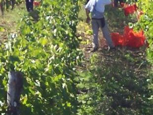 a809181340-casentino-soggiorni-in-azienda-per-scoprire-i-segreti-della-vendemmia
