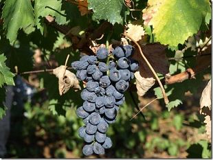 a811071434-vendemmia-del-gallo-nero-ancora-un-grande-classico