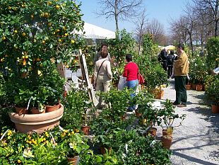 florovivaismo-in-toscana-con-il-bonus-crescono-investimenti-su-giardini-privati