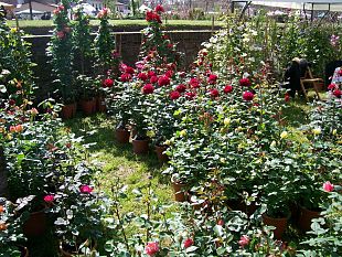 piante-e-fiori-ditalia-coldiretti-ad-euroflora