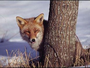 b303261558-volpi-nel-mirino-a-siena-lav-pronta-a-denunciare-chi-uccidera-gli-animali