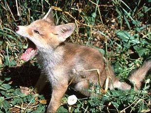 b006291650-firenze-soccorre-volpe-e-mentre-la-porta-dal-veterinario-viene-morsa