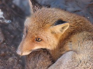 b003221425-con-gli-animali-nel-parco-delle-foreste-casentinesi