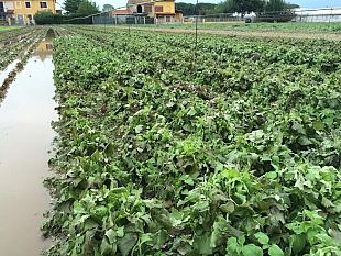 esondati-fiumi-e-canali-agricoltura-in-ginocchio-in-mezza-toscana
