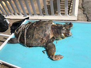 viareggio-il-rinvenimento-della-carcassa-di-un-esemplare-di-caretta-caretta