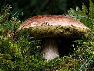 funghi-in-toscana-2023-sono-nati-i-primi-porcini