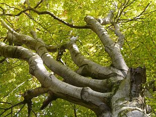il-legame-segreto-tra-noi-e-le-foreste