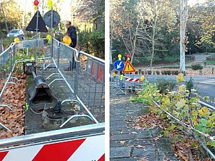 alberi-abbattuti-da-auto-pirata-sono-8-in-pochi-giorni