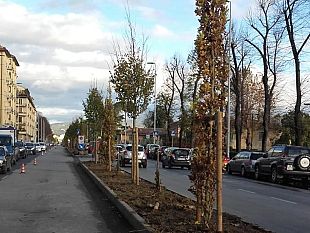alberi-nuove-piante-nel-quartiere-2-dai-platani-agli-ippocastani