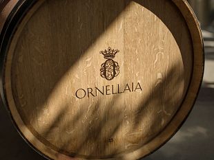 la-raccolta-delle-uve-e-incominciata