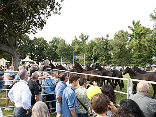expo-rurale-battuto-ogni-record-alle-cascine