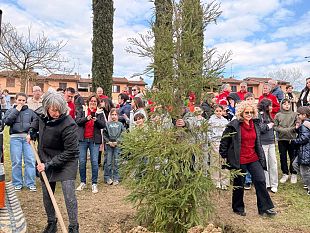 greve-in-chianti-piantata-sequoia-in-onore-di-julia-butterfly-hill