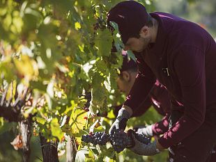 ambrogio-e-giovanni-folonari-vendemmia-di-altissima-qualita