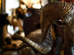 pisa-la-nuova-galleria-dei-mammiferi-del-museo-di-storia-naturale-delluniversita