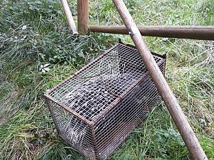 istrice-al-giardino-delliris-preso-e-portato-a-pratolino