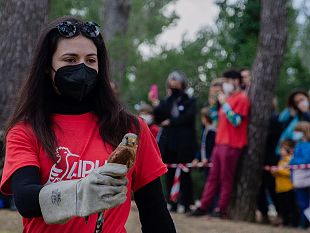 livorno-lo-spettacolo-della-liberazione-dei-rapaci