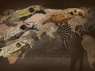 cavalli-e-affini-una-nuova-teoria-sulle-origini