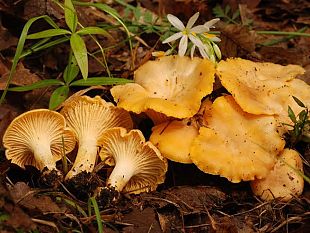 tempo-di-funghi-per-evitare-rischi-di-intossicazione
