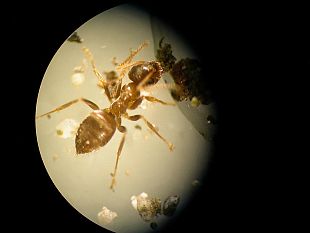 formiche-vive-nelle-unghie-la-nuova-moda-che-fa-orrore