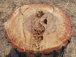 giu-allalba-a-firenze-parte-dei-maestosi-pini-di-piazza-della-vittoria