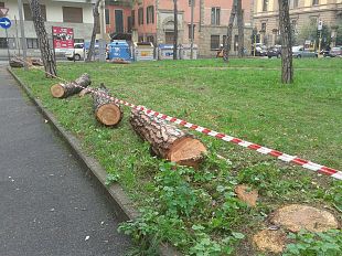 ippocastani-ieri-lassemblea-sugli-abbattimenti-in-viale-corsica-al-q5