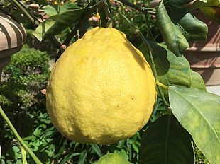 boboli-in-fiore-tour-alla-scoperta-dei-tesori-naturali-del-parco