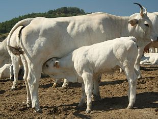 fiera-alla-pieve-di-sinalunga-vitellone-bianco-protagonista