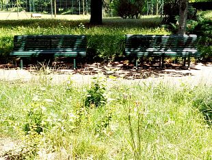 erba-alta-al-parco-del-galluzzo-sabato-i-primi-interventi