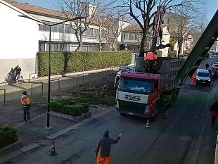 verde-pubblico-a-firenze-segnalazione-di-una-lettrice-su-abbattimenti-e-ripiantumazioni