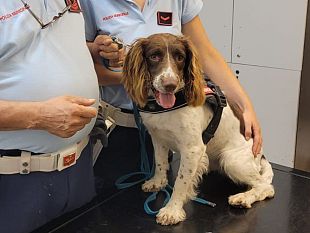 viola-nello-e-sirio-i-cani-antidroga-dei-vigili-di-firenze