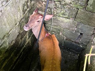 cerva-cade-nel-pozzo-salvataggio-a-sambuca-pistoiese