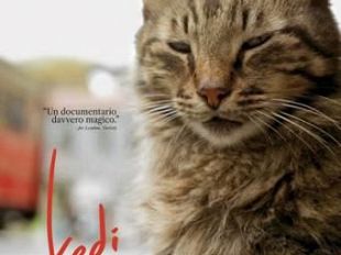 kedi-la-citta-dei-gatti